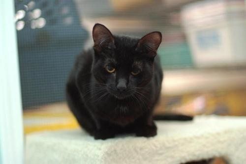 Chicago-Area Black Cats Up For Adoption (PHOTOS) | HuffPost