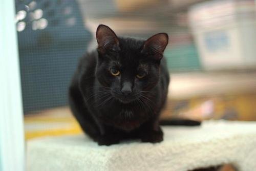 Brittany Domestic Long Hairblack Cat Chicago IL AdoptACat Cats