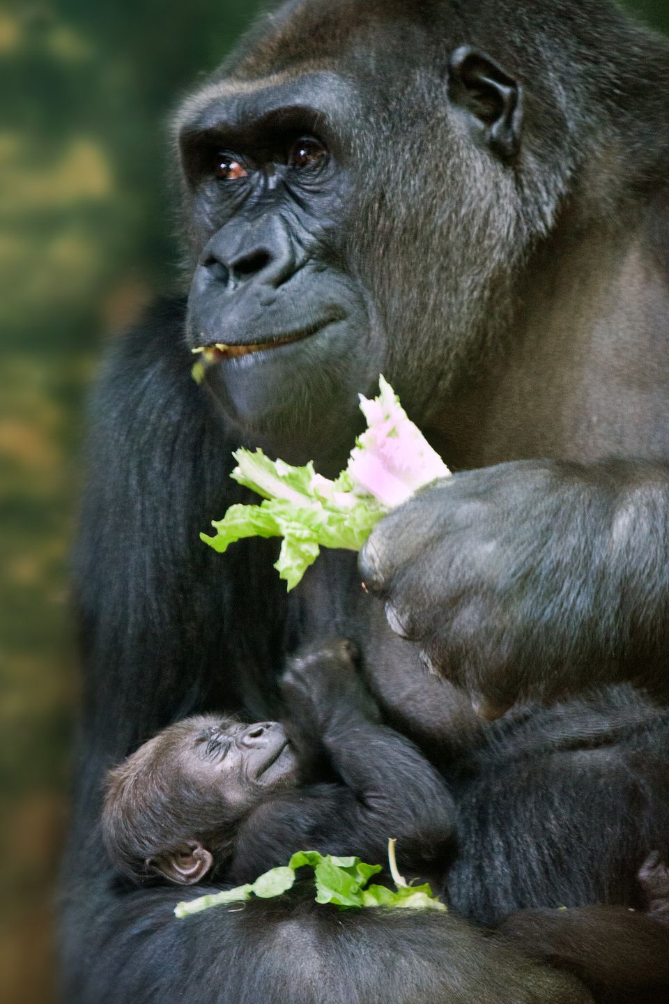 Lincoln Park Zoo's Baby Girl Gorilla