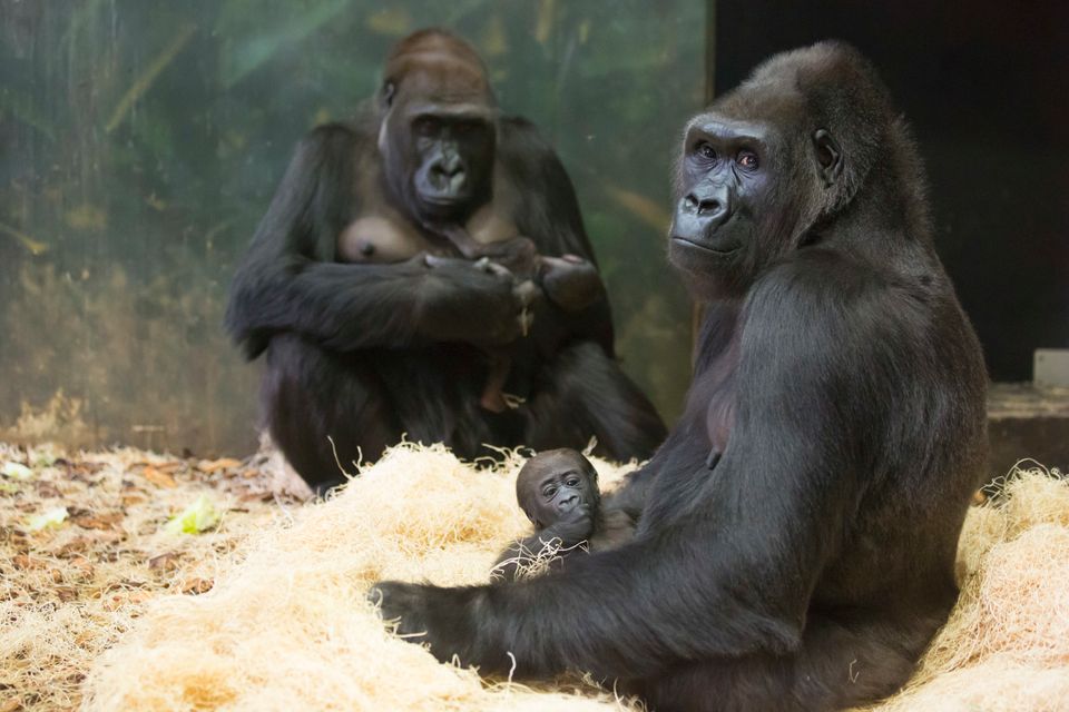 Second Newborn Gorilla Joins Lincoln Park Zoo Troop