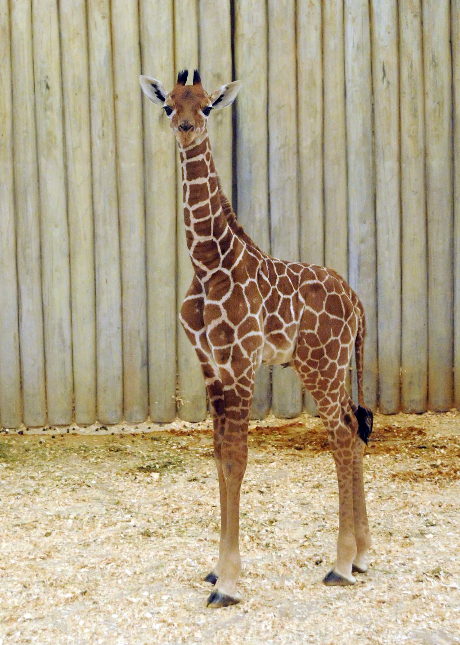 Brookfield Zoo Baby Giraffe Makes Debut (PHOTOS) | HuffPost Chicago