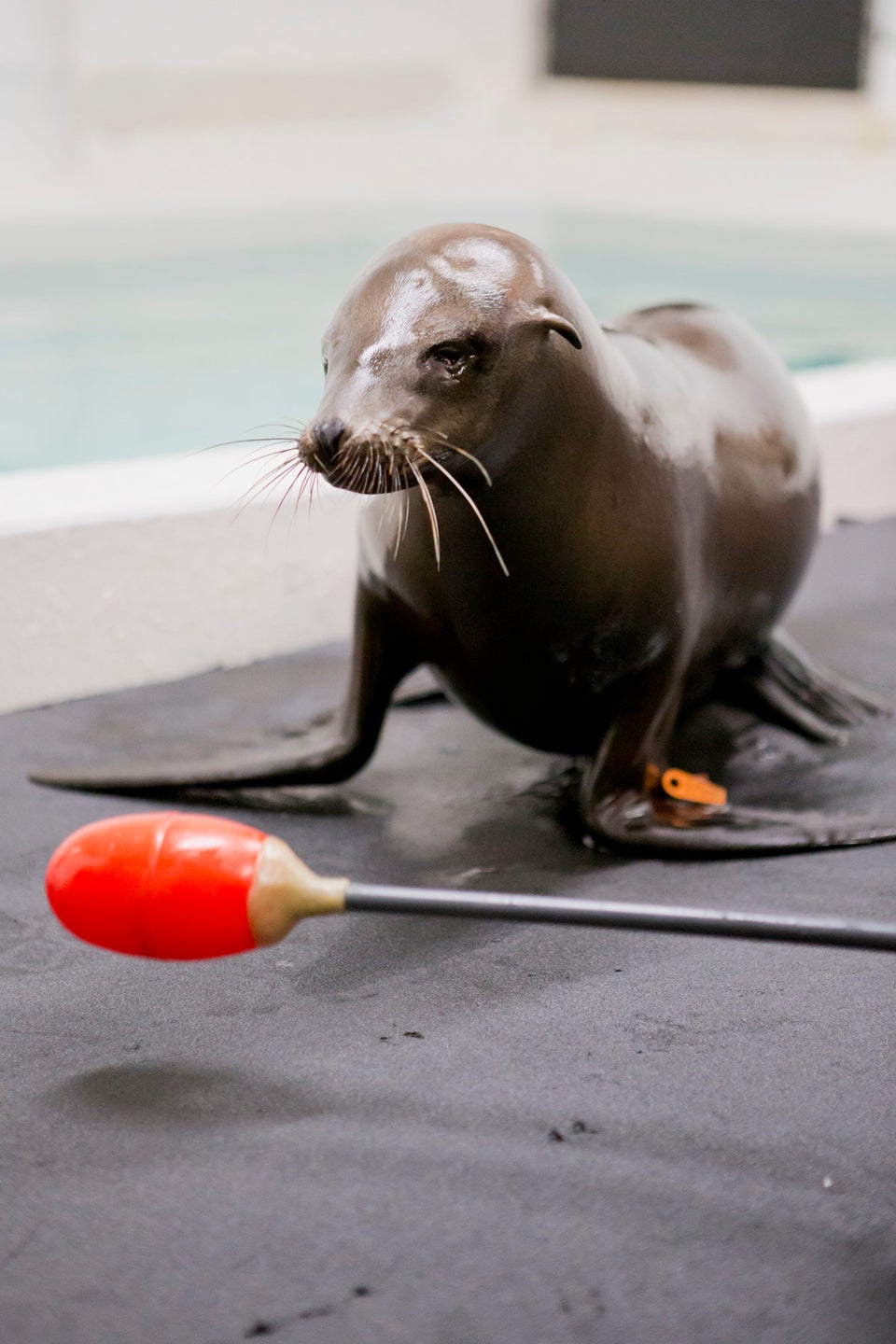 Cruz, The Shedd's Blind Sea Lion Pup