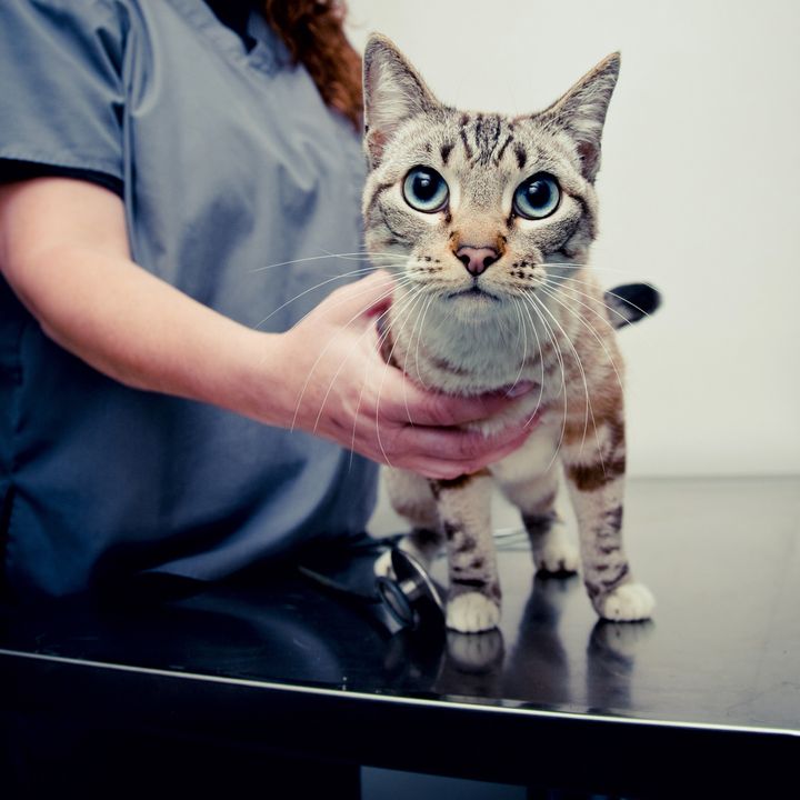 A pale gray striped cat with blue eyes being held by a vet tech, looking into the camera