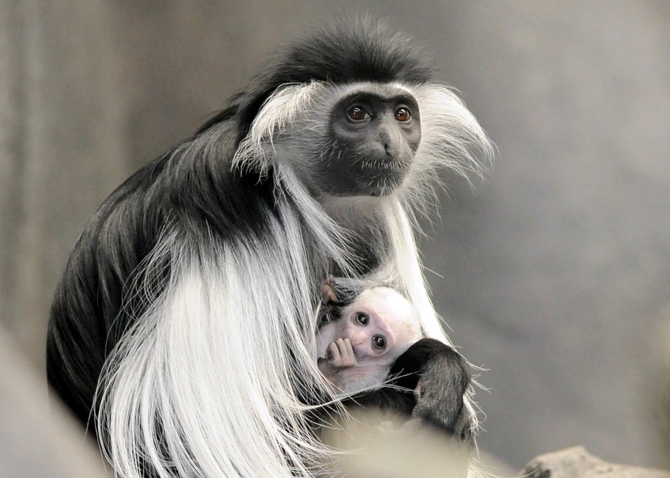 Baby Monkey Born on Fourth of July at Brookfield Zoo