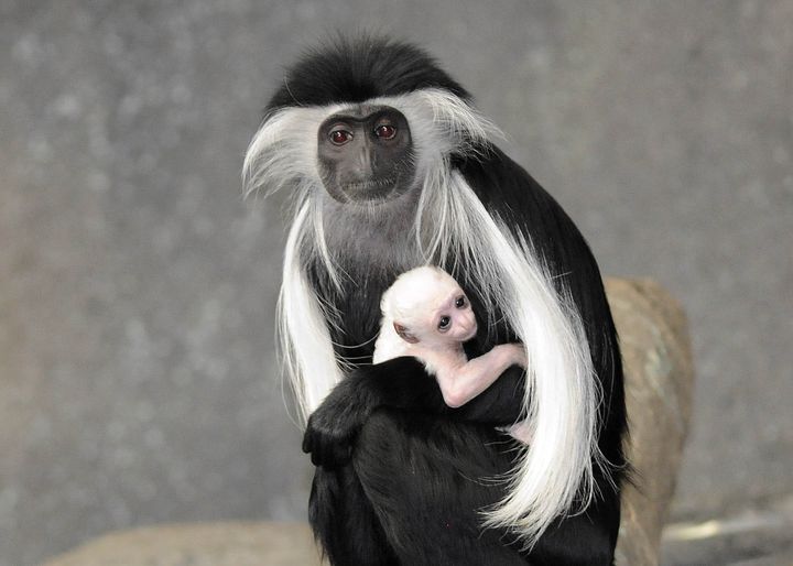 Baby Monkey Born on Fourth of July at Brookfield Zoo
