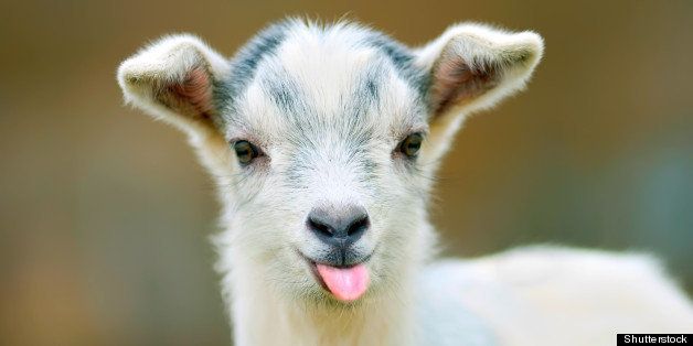 funny goat puts out its tongue