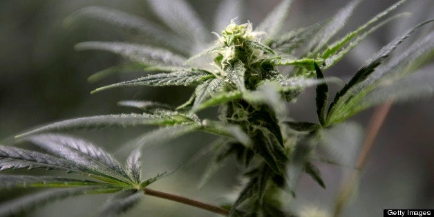 Marijuana plants grow at the MedMar Healing Center, a medical-marijuana dispensary, in San Jose, California, U.S., on Thursda