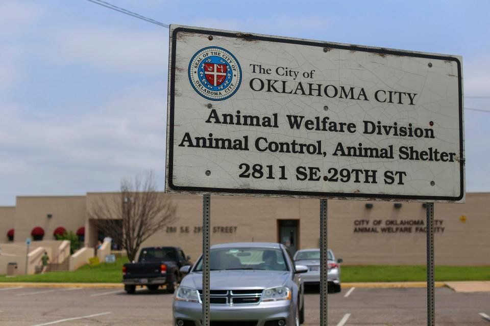 PAWS Chicago's Oklahoma Pet Rescue