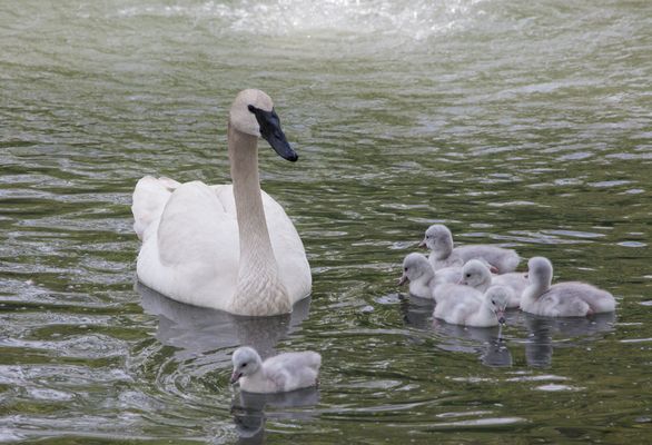 Lincoln Park Zoo Swan Hatchlings Born Baby Swans Will Soon Be Released To The Wild Photos Huffpost