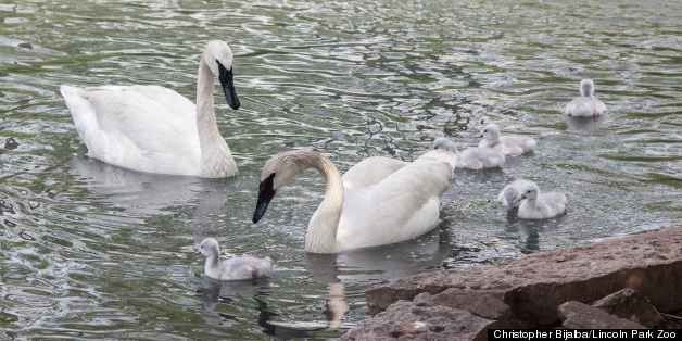 Swan Goose  Lincoln Park Zoo