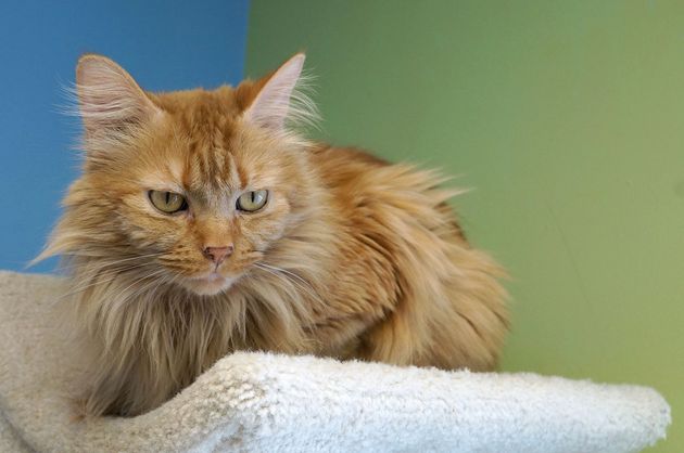 Chicago Cats Up For Adoption Adoptable Pets In The Chicago Area Photos Huffpost