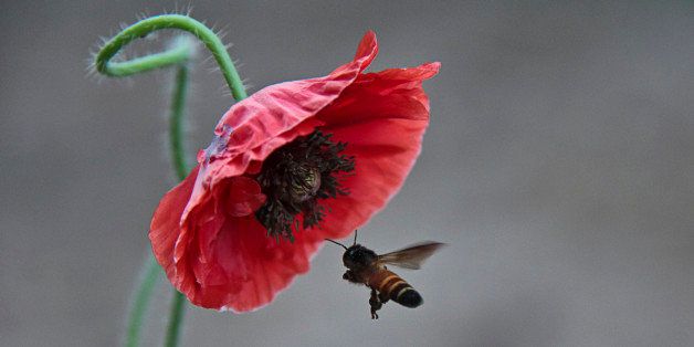 Honey Bee visiting Flower