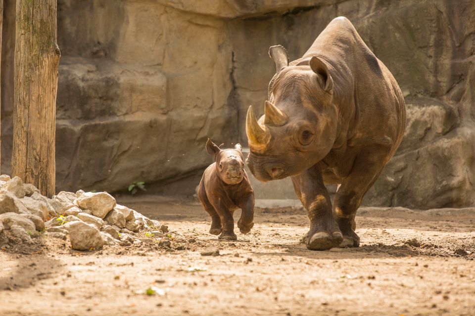 King, Newly-Named Black Rhino At Lincoln Park Zoo, Is So Cute People ...