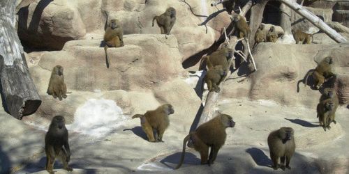 Baboon - Brookfield Zoo's Baboon Island Closed After Over Seven Decades | HuffPost  Chicago