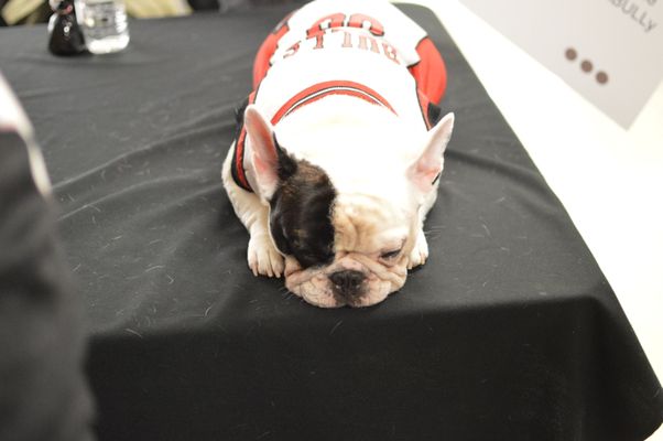 Manny The Frenchie - For all you football and fantasy football fans. Join  my league and help Chicago French Bulldog Rescue. Winner will win two  flights and a hotel to Chicago to