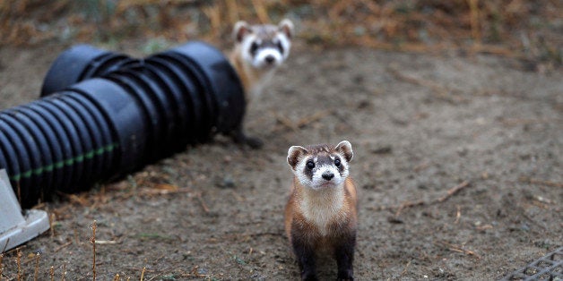 WELLINGTON, CO - Oct. 29: There are 48 outdoor pre-conditioning pens that house some ferrets. Each pen is 40'x40' and the animals stay in the pens a minimum of 30 days and must kill at least two prairie dogs on their own in that time frame. The U.S government through the U.S. Fish and Wildlife Service is breeding the black-footed ferret in captivity in northern Colorado. Restoring the ferrets, an endangered species, to the United State prairies is considered a key step in to reviving dying ecosystems. (Photo By Kathryn Scott Osler/The Denver Post via Getty Images)