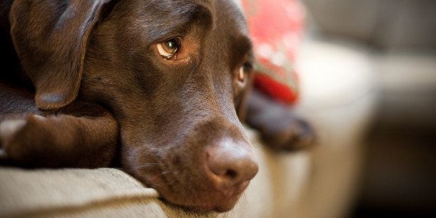 What's The Most Popular Dog Breed In Your Neighborhood? | HuffPost Chicago