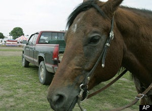 Groomer At Racetrack Charged With Sexual Abuse Of Horse | HuffPost Chicago