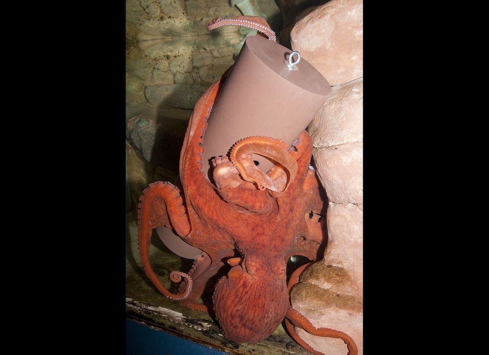 Octavius, the National Zoo's previous giant Pacific octopus, died on November 4