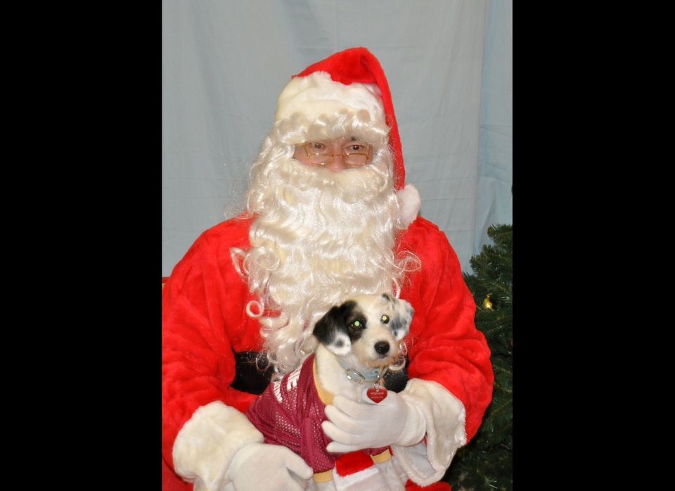 Santa and doggie at the Washington Animal Rescue League's 2010 holiday party