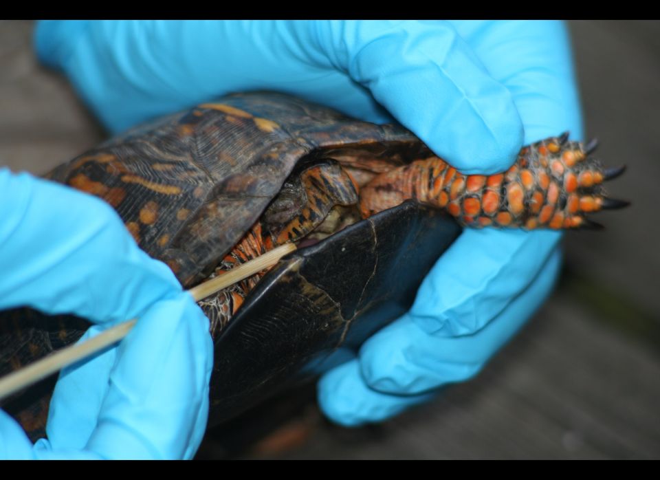 Box Turtle With Ranavirus