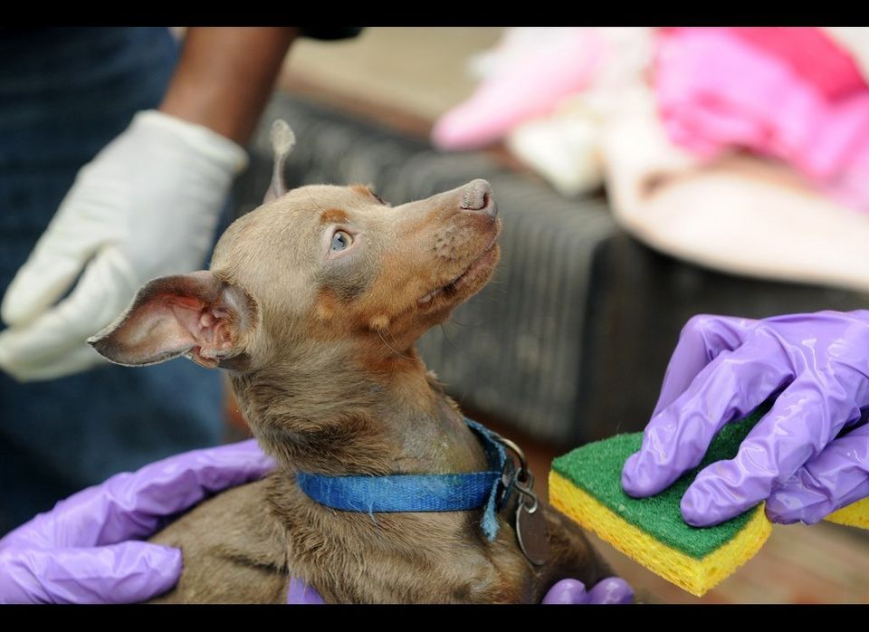 WARL Puppy Mill Rescues