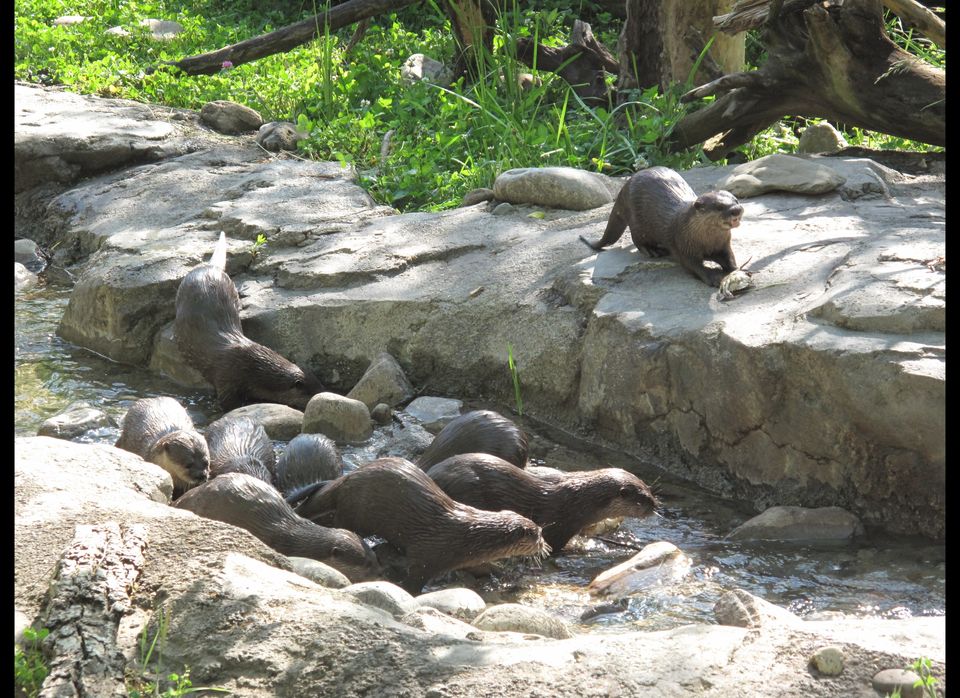 National Zoo's Asian Small-Clawed Otters