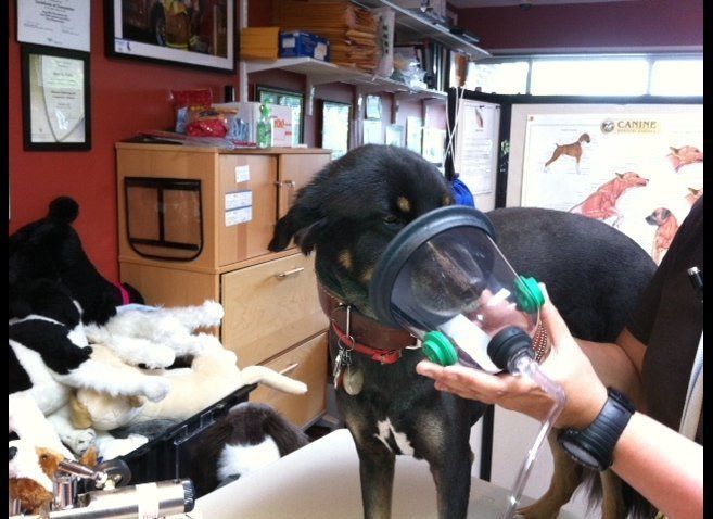 Mayday Demonstrates A Pet Oxygen Mask