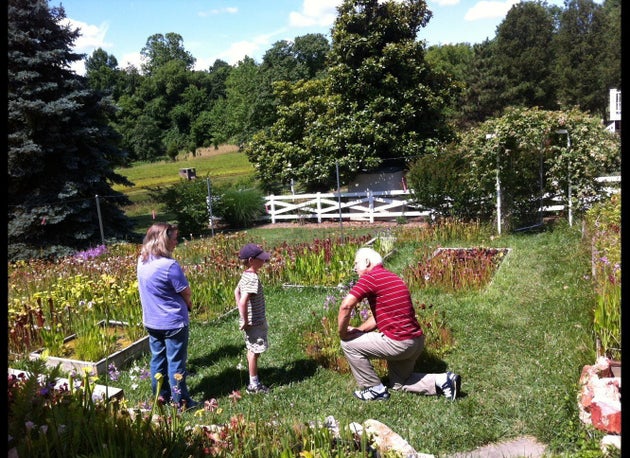 Maryland S Carnivorous Plant Nursery Hosts Botany