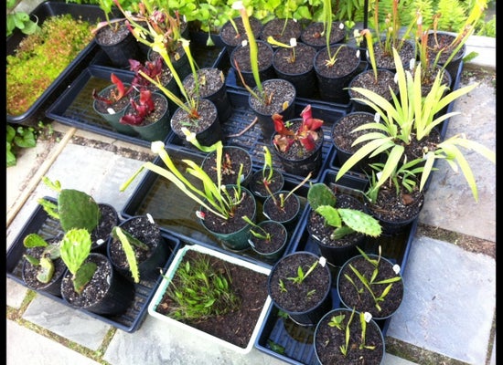 Maryland S Carnivorous Plant Nursery Hosts Botany