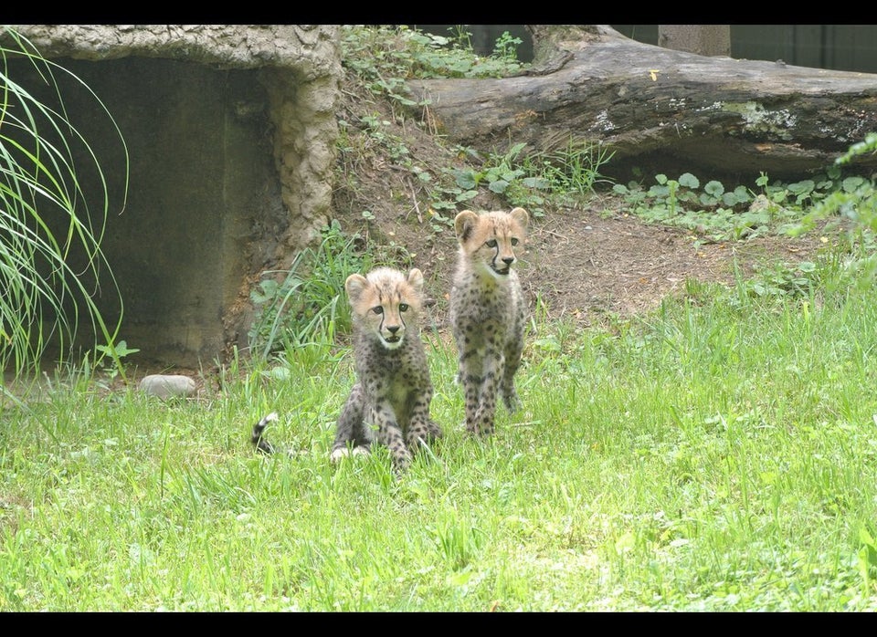 National Zoo's New Cheetah Cubs