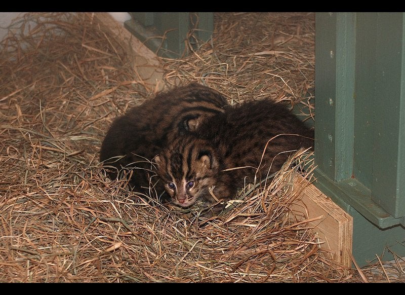 Fishing Cats Born At The National Zoo