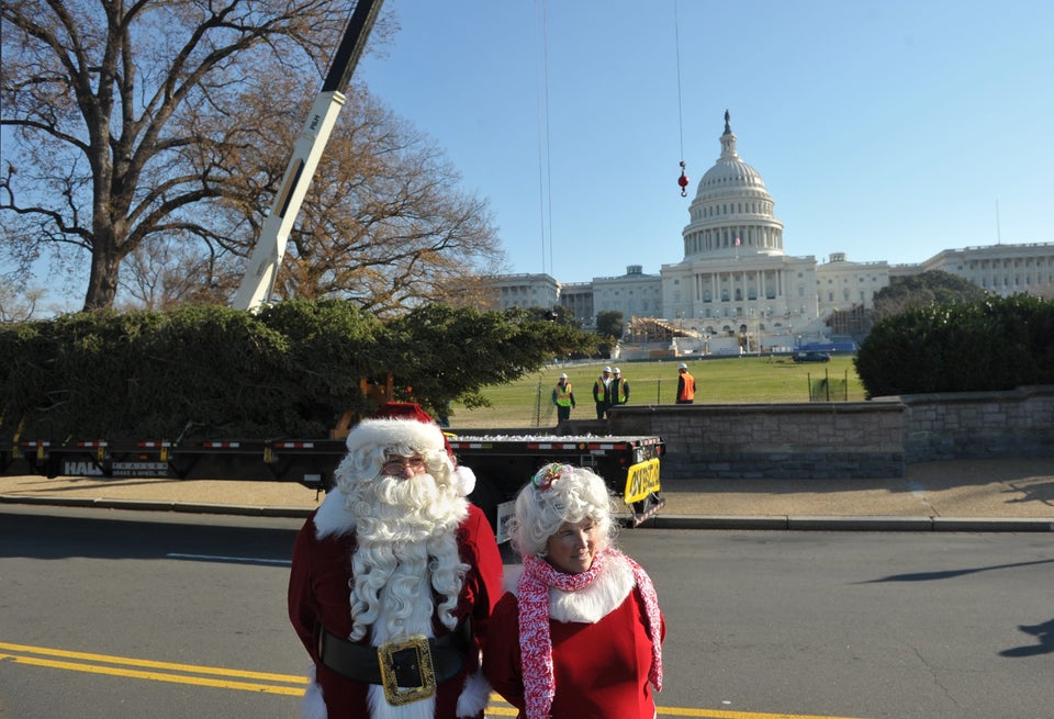 2012 Capitol Christmas Tree Arrives