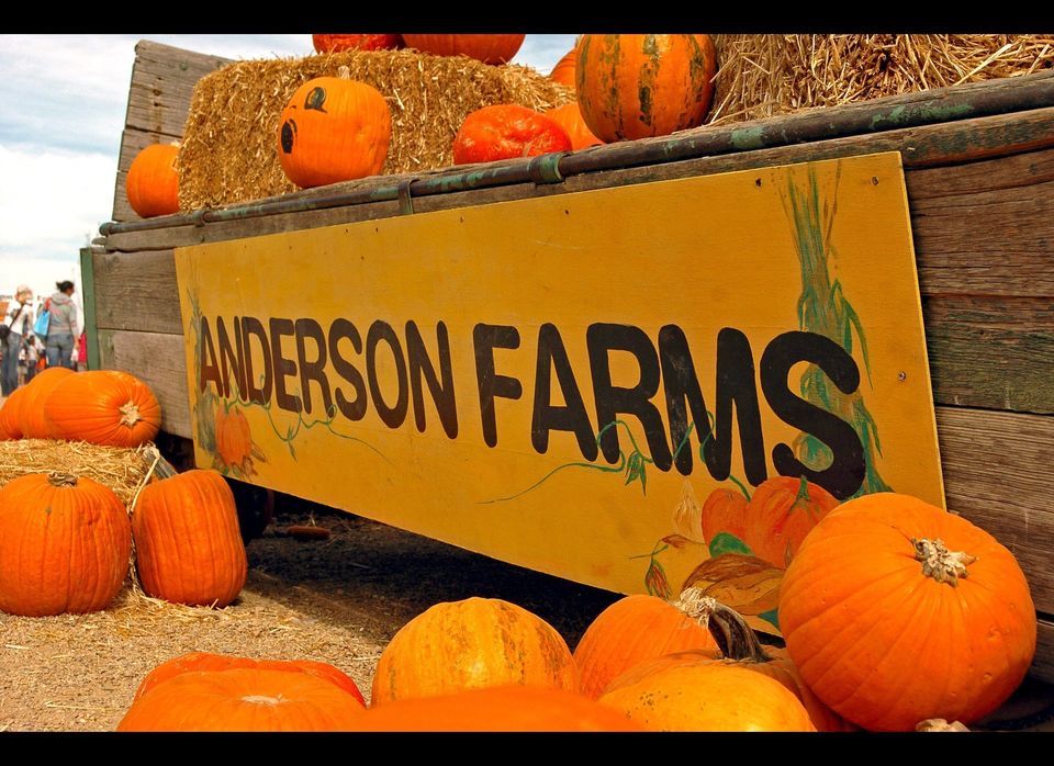 Anderson Farms Fall Festival