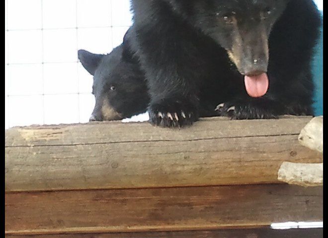Orphaned Bear Cubs