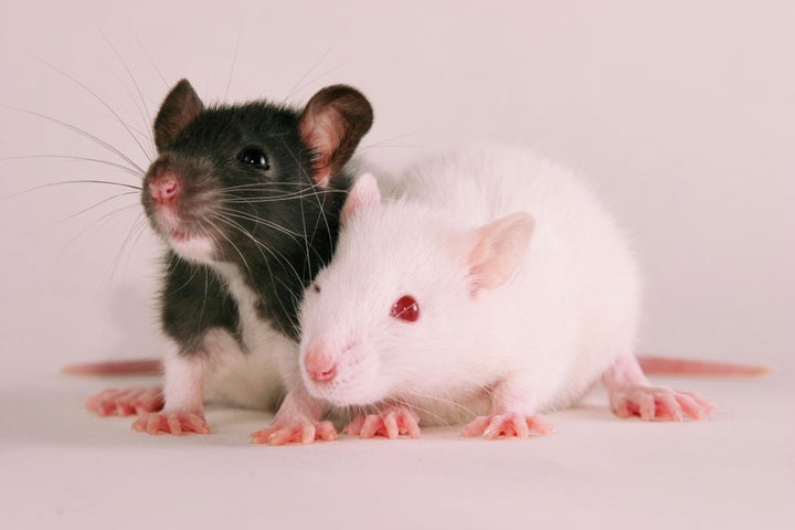 A University of Chicago study found that rats are just as capable of  empathy as humans. : r/Awwducational