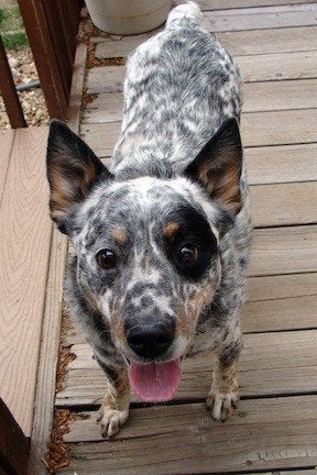 New hope hot sale cattle dog rescue