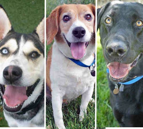 Adoptable Purebred Dogs Available At The Denver Dumb