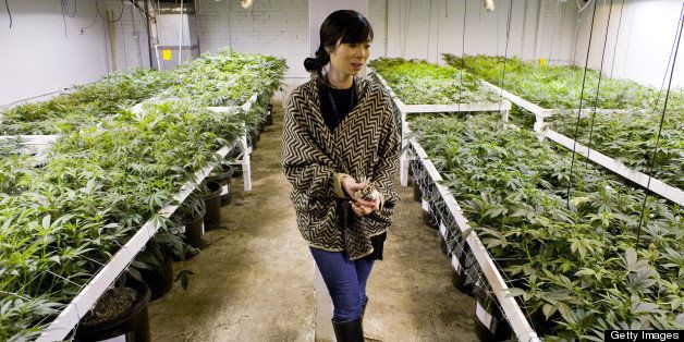 DENVER, CO - MARCH, 4: Kristi Kelly inside a medical cannabis cultivation facility in Denver, Colorado, U.S., on Monday, March 4, 2013. This is inside a warehouse in Denver, and is one of the facilities that Kristi Kelly, Co-Founder of Good Meds Network, operates. (Photo by Matthew Staver/For The Washington Post via Getty Images)
