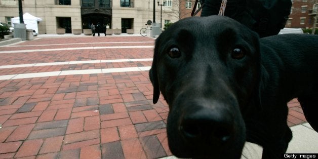 ALEXANDRIA, VA - MARCH 6: Canine Miracle patrols with its handler, officer John Childs III, outside the federal courthouse where the sentencing trial of Zacarias Moussaoui is taking place March 6, 2006 in Alexandria, Virginia. The selection of the jury has been finalized and the trial is expected to last from one to three months. (Photo by Alex Wong/Getty Images)