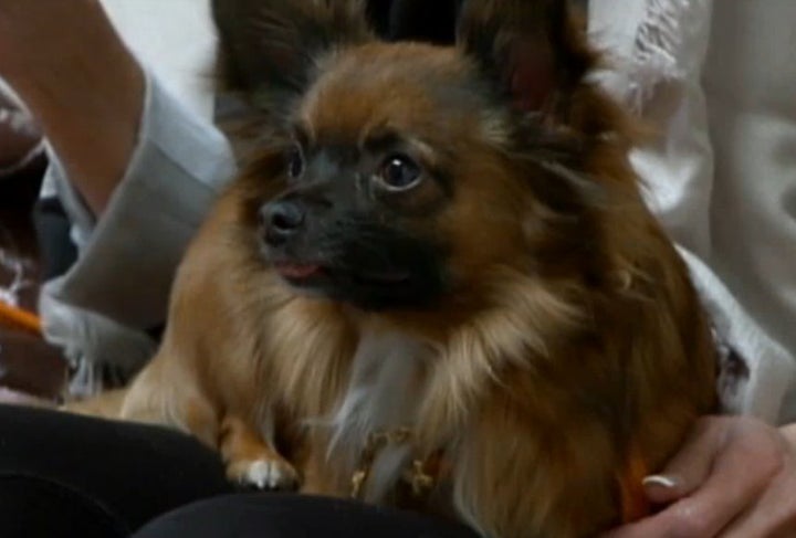 America\'s Cutest Dog Is A Chihuahua In Parker, Colorado | HuffPost ...