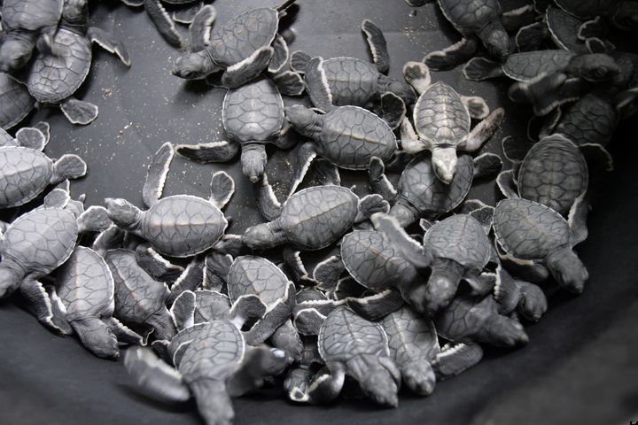 Baby Turtles Seized From DIA Now Up For Adoption In Longmont | HuffPost ...