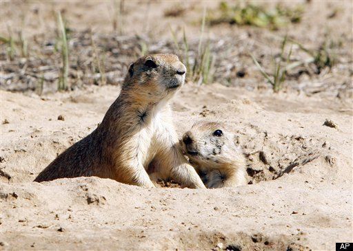 Boulder Looks To Pass Resolution Making It Easier To Kill Prairie Dogs ...