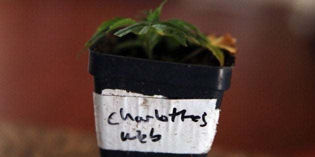 In this Feb. 7, 2014 photo, a small clone of a special strain of medical marijuana known as Charlotte's Web grows at a facility in a remote spot in the mountains west of Colorado Springs, Colo. Charlotte's Web is a proprietary strain of marijuana in which the psychoactive THC has largely been bred out, and the other cannabinoid compounds thought to be medically useful accentuated. Increasing anecdotal evidence that the pot strain is helping some children with epilepsy has led more than 100 families to relocate to Colorado for treatment since last summer, when success stories about Charlotte's Web began circulating via social media. (AP Photo/Brennan Linsley)