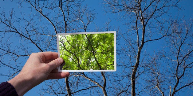 Hand holding snapshot of trees