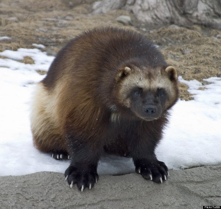 Colorado Ski Industry Wary Of Possible Wolverine Reintroduction ...