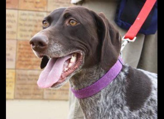 Adoptable Pets in Boulder and Denver (PHOTOS) | HuffPost Denver