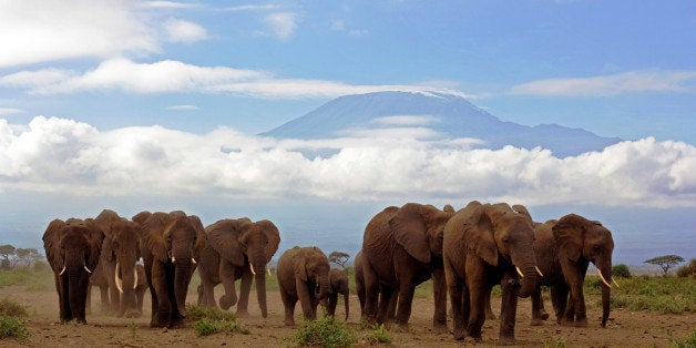 Close up of an approaching herd of elephants with (almost snowless) Kilimanjaro backdrop