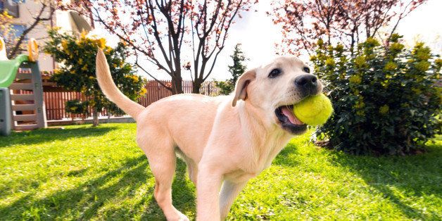Horizontal image of a 4 months old Labrador retriever puppy female running in backyard with a tennis ball in her month.