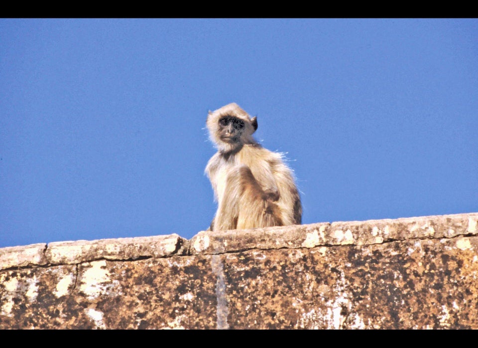 Monkey, Jaipur